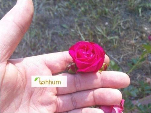 Minyatür Gül 5 Tohum