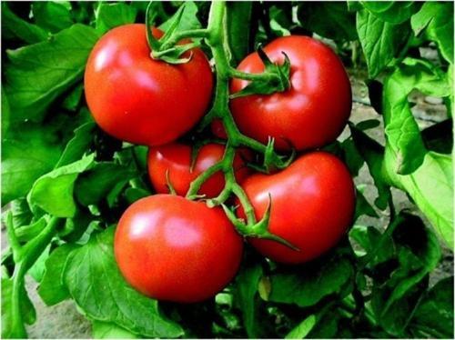 Tarla Domatesi Tohumu