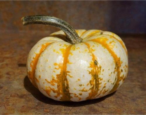 Minyatür Tiger Süs Kabağı Tohumu