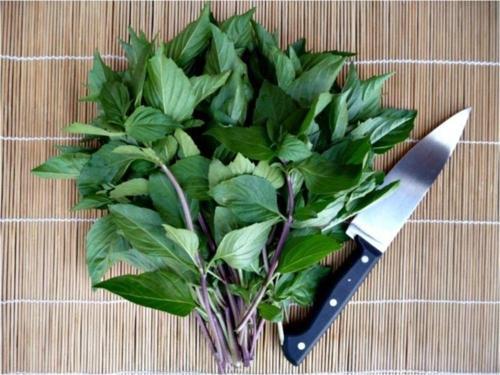 Tatlı Fesleğen Tohumu Toprak+saksı Seti