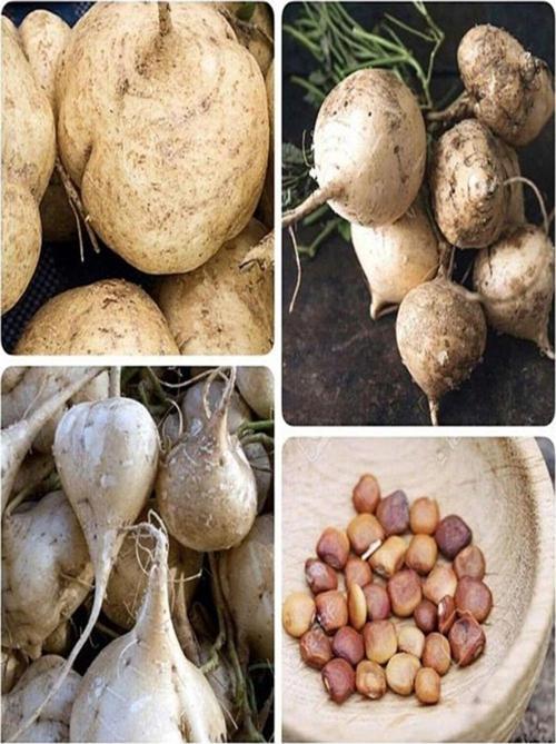 Tatlı Patates Tohumu
