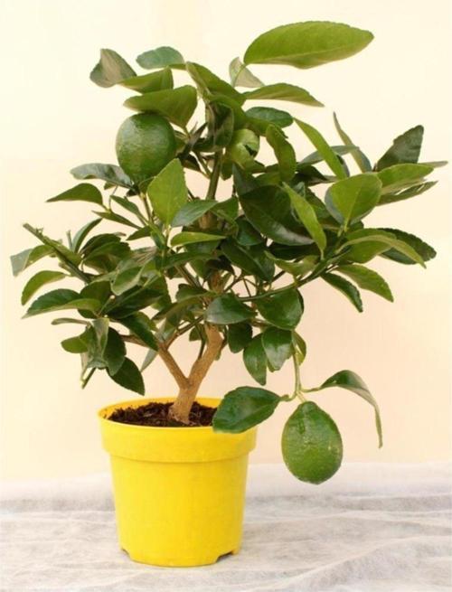 Misket Lime Limon Tohumu