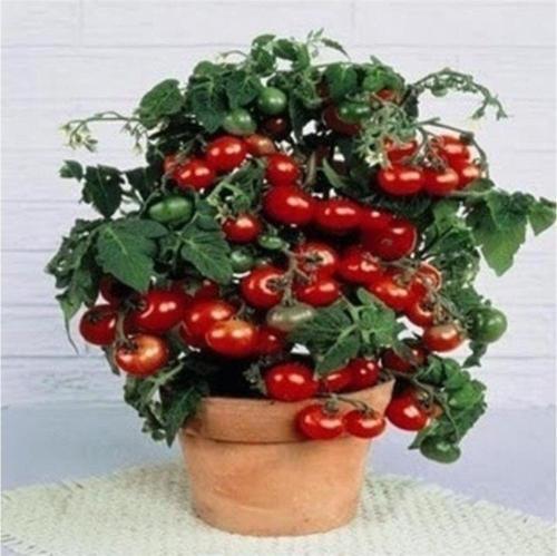 Tiny Tim Cherry Domates