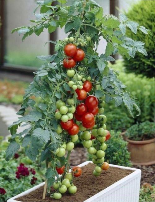 Totem Cherry Domates Tohumu [ Ev Bahçe]