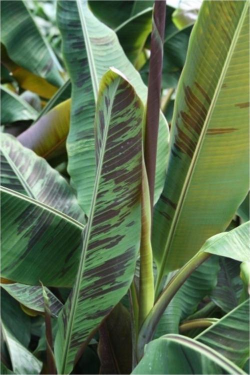 Muz Tohumu (Musa Browns Red)