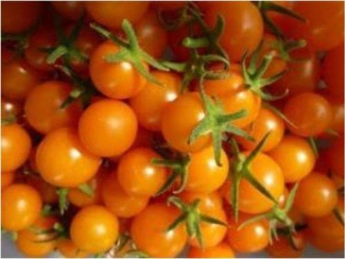 Turuncu Cherry Domates