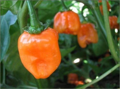 Turuncu Habanero Biberi Tohumu