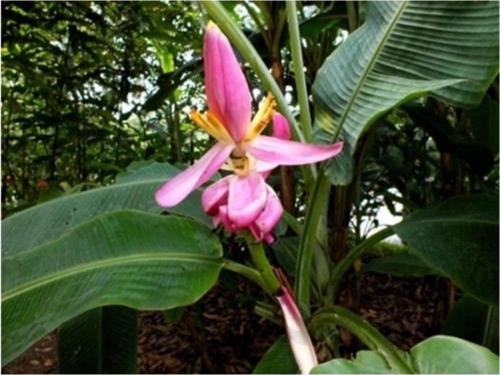 Muz Tohumu (Musa Ornata)