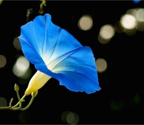 Üç Çeşit Sabah Sefası Tohumu