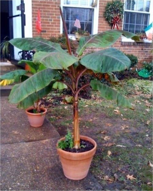Muz Tohumu (Musa Zebrina)