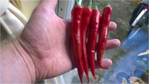 Myanmar Biberi* (Wiang Ping Pepper)