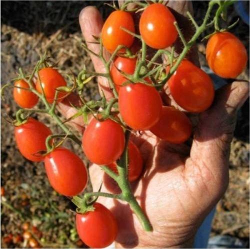 Üzüm Cherry Domates 10 Tohum Saksı Toprak Seti
