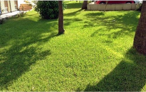 Yarı Gölge Alanlar Için Çim Tohumu 5 Kg.