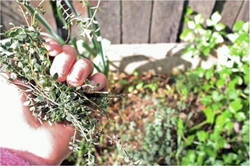 Yayılıcı Kekik Tohumu 50+ Tohum