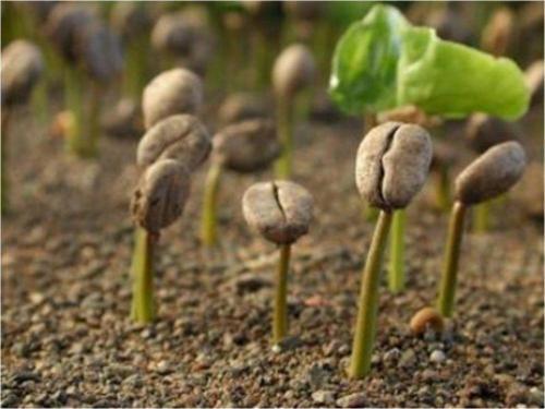 Yemen Kahve Tohumu* 10+ Adet Tohum
