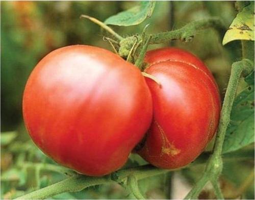 Yerli Marmande Domatesi 25+ Adet