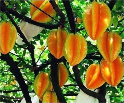 Yıldız Meyvesi (Starfruit) Carambola Tohumu Saksı Seti
