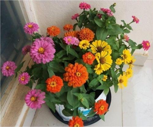 Zinnia Tohumu( Zinnia Elegans) Saksı Toprak Seti