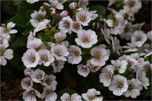 Bahar Yıldızı (Gysophila Elegans)