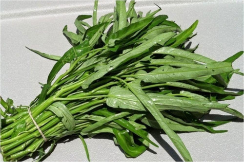 Bambu Bitkisi (Su Ispanağı)