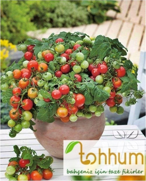 Beşdeli Salkım Domates Tohumu