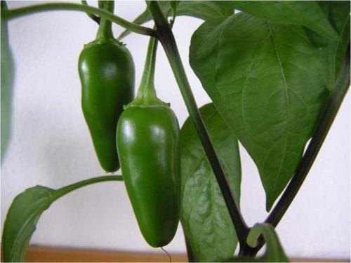 Kırmızı Jalapeno Biber