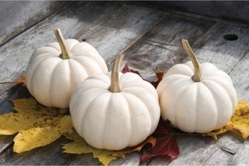 Beyaz Bal Kabağı Tohumu Kabak Casper Pumpkin