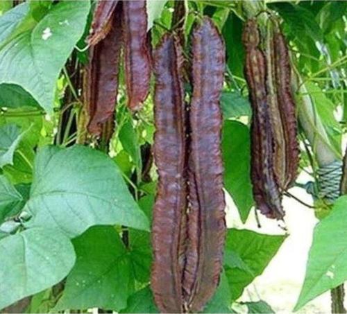 Kırmızı Kanatlı Fasulye Tohumu