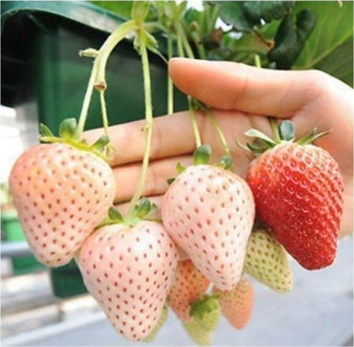 Beyaz Çilek Tohumu White Soul Fragaria