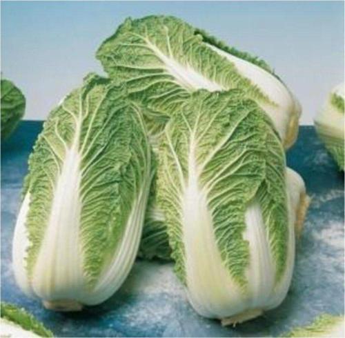 Beyaz Çin Lahanası Tohumu