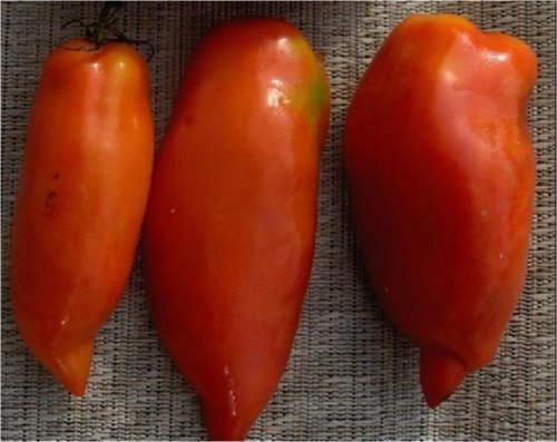 Kırmızı Mum Domatesi * 25+ Tohum