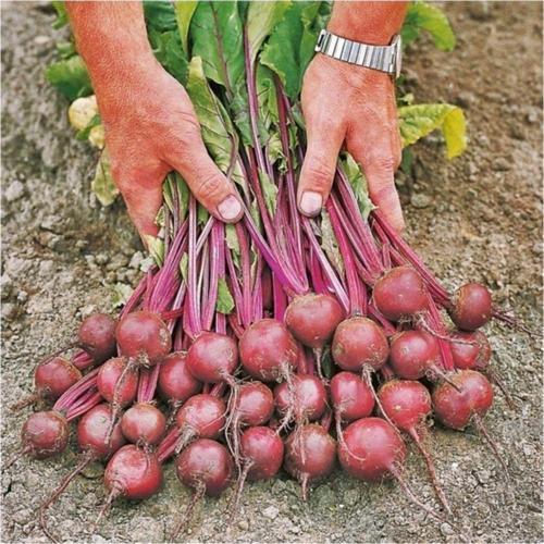 Kırmızı Pancar Tohumu