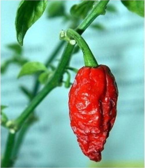 Bhut Jolokia Biberi