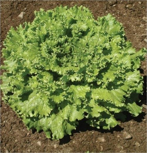 Kışlık Marul 500+ Tohum