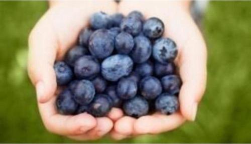 Blueberry Yaban Mersini Tohumu
