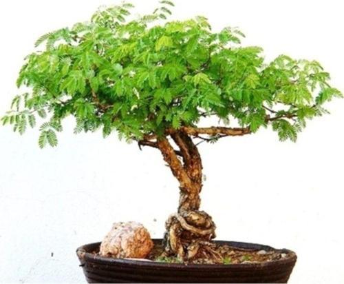 Bodur Akasya Ağacı 10+ Tohum