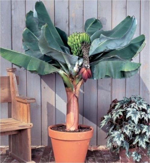 Bodur Muz Tohumu(Cavendish Dwarf Banana)
