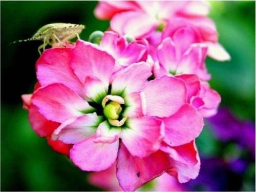 Kokulu Kırmızı Şebboy