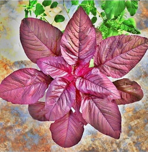 Bordo Yapraklı Amaranth Tohumu