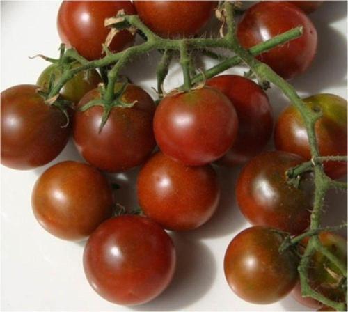 Brownberry Mini Cherry Domates Tohum