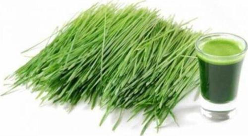 Buğday Çimi Tohumu 1 Kg