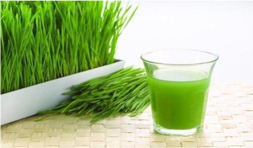 Buğday Çimi Tohumu 500 Tohum X 10'lu Eko Paket