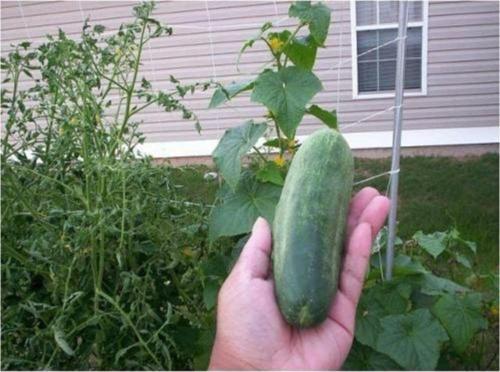 Çalı Tipi Salatalık Tohumu