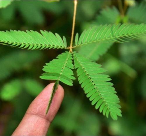 Küstüm (mimosa Pudica) Çiçeği Fidesi