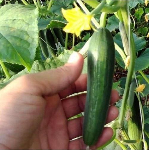 Çengelköy Badem Salatalık Tohumu