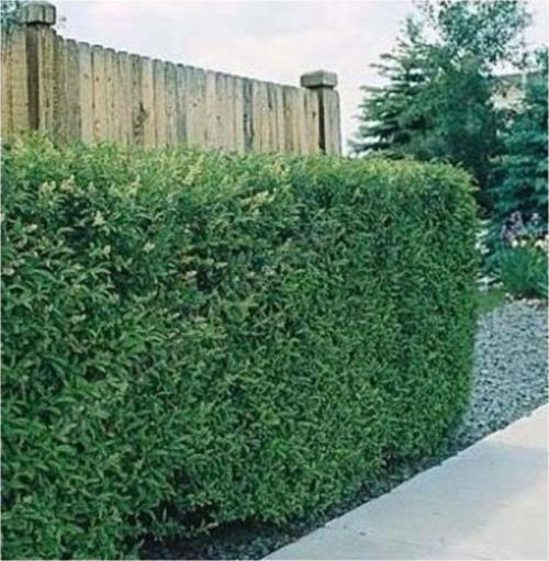 Lükstür Bitkisi Tohumu (Ligustrum)