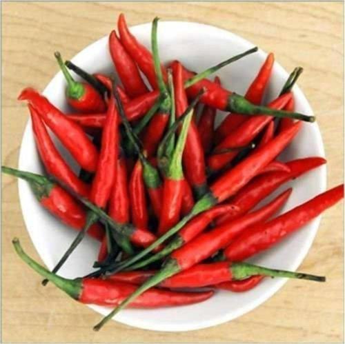 Cin Biberi Tohumu 25+tohum+saksı+toprak