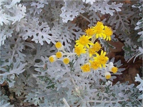 Mavi Renkli Bahçe Külü Çiçeği