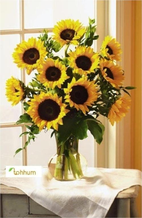 Cüce Ayçiçek 50 Tohum