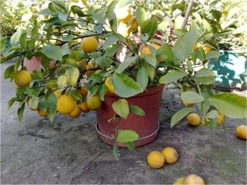 Mayer Limon 5 Tohum